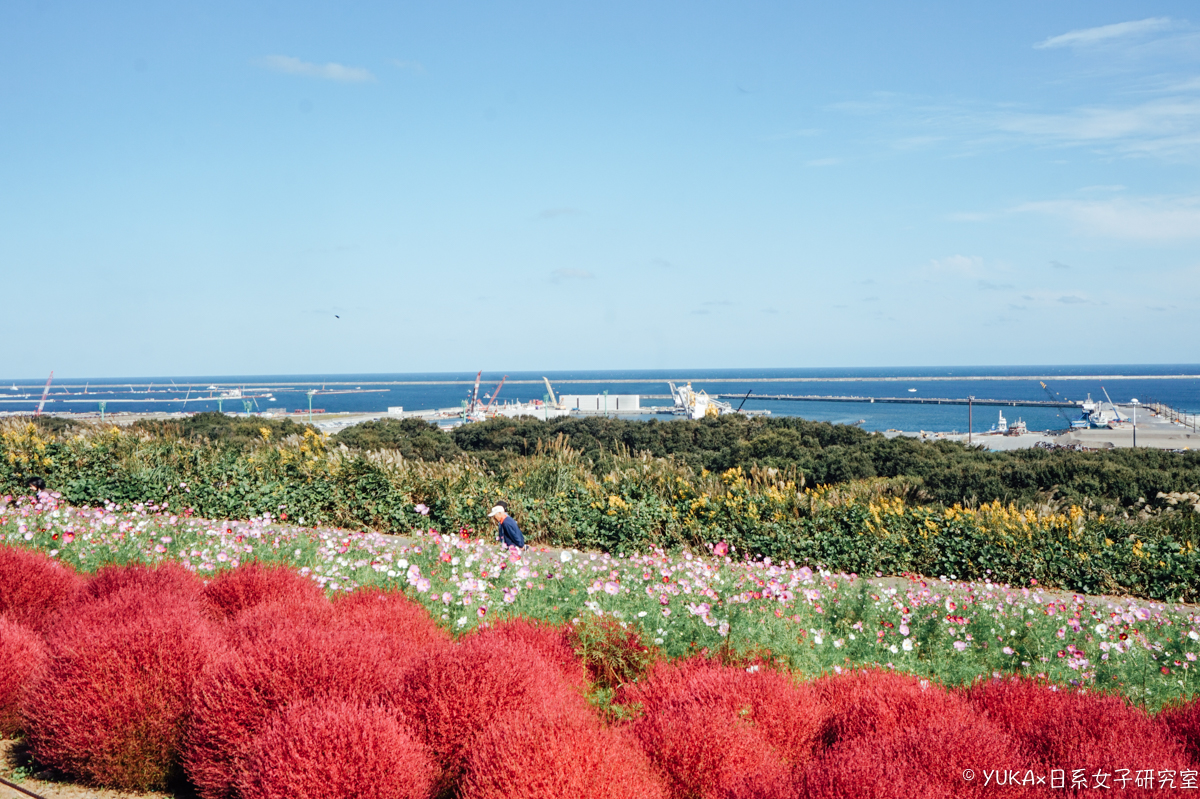 茨城國營常陸海濱公園（國營日立海濱公園）的紅色掃帚草