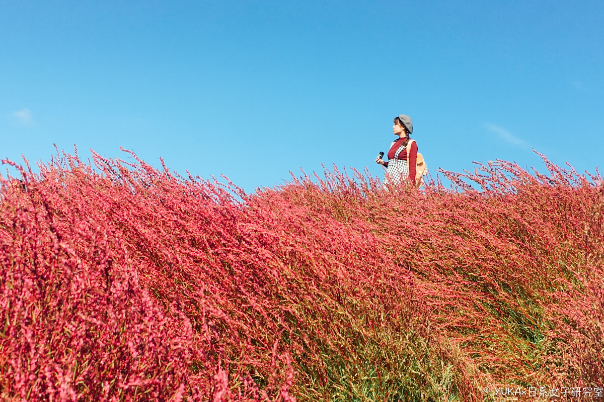 茨城國營常陸海濱公園（國營日立海濱公園）的紅色掃帚草