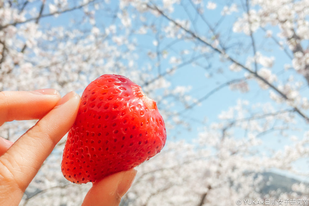 長崎立山公園賞櫻吃草莓