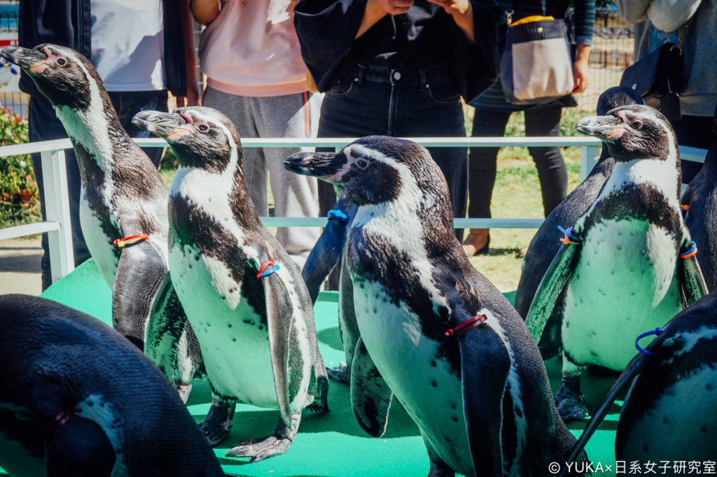 長崎企鵝水族館-企鵝散步時間