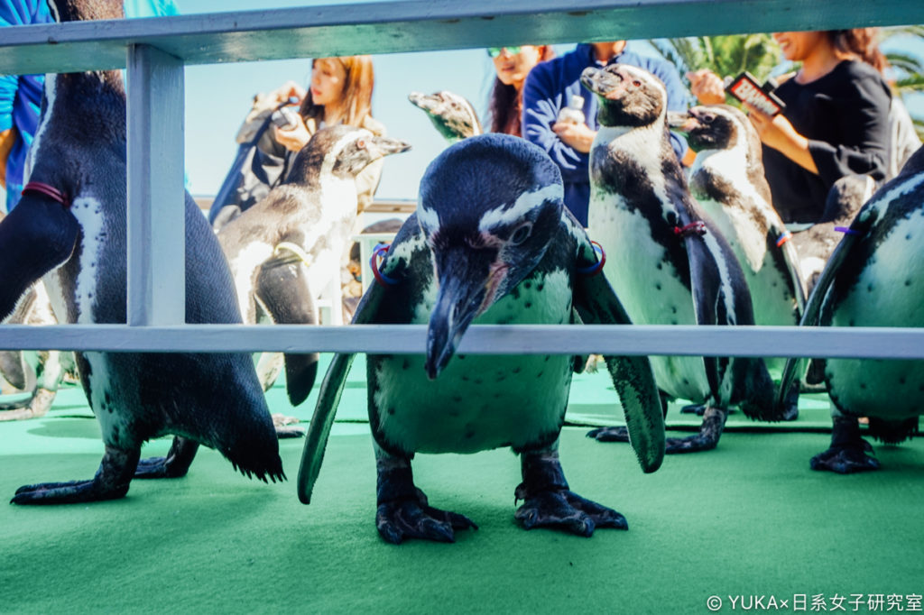 長崎企鵝水族館-企鵝散步時間