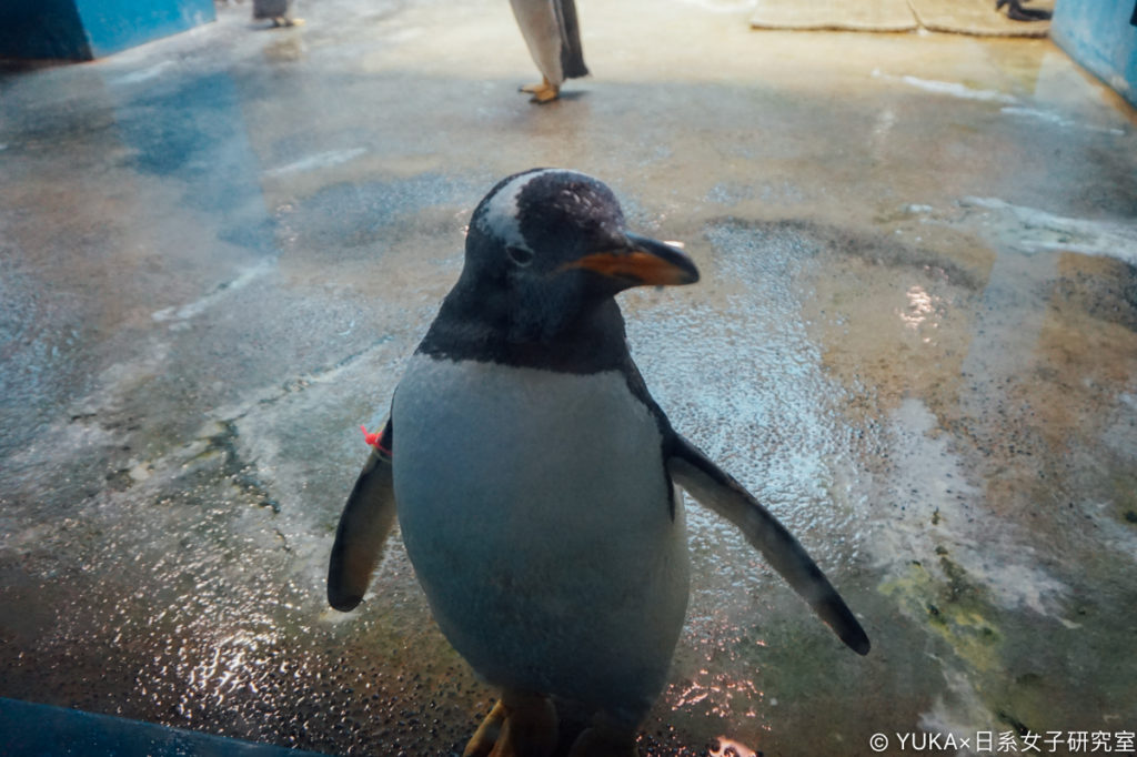 長崎企鵝水族館-巴布亞企鵝