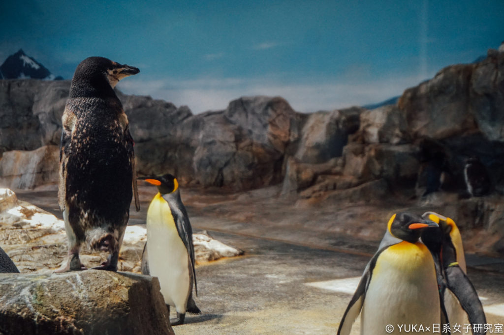 長崎企鵝水族館-企鵝