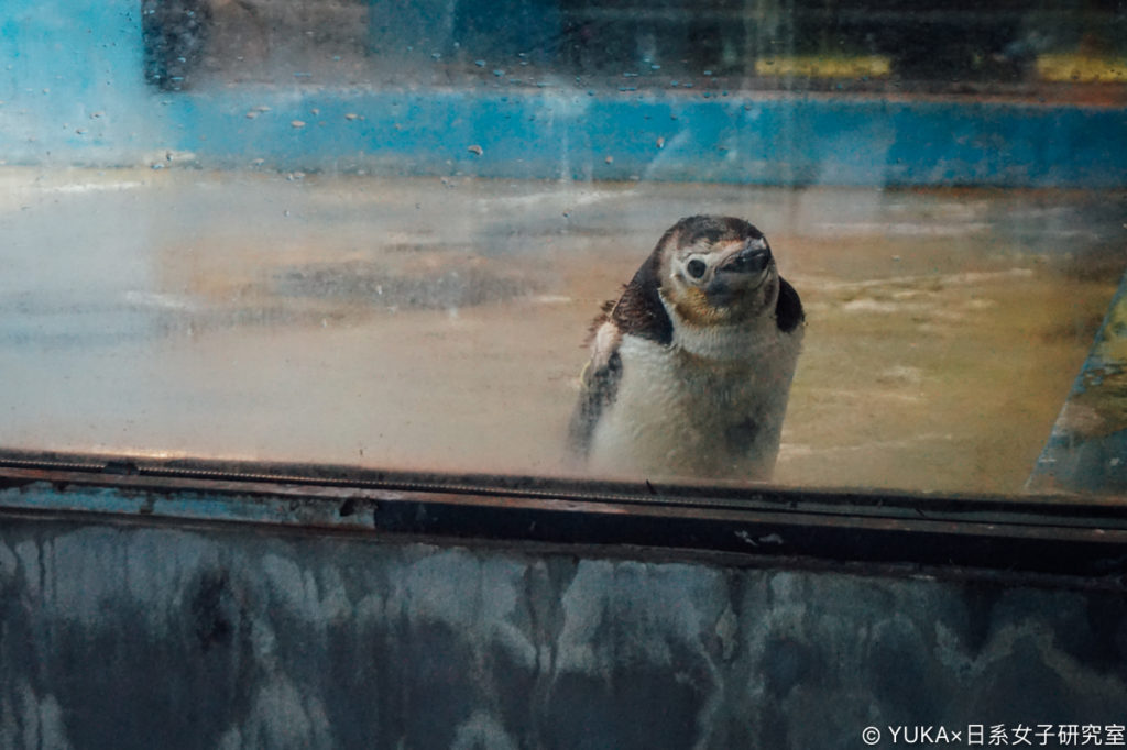 長崎企鵝水族館-南極企鵝