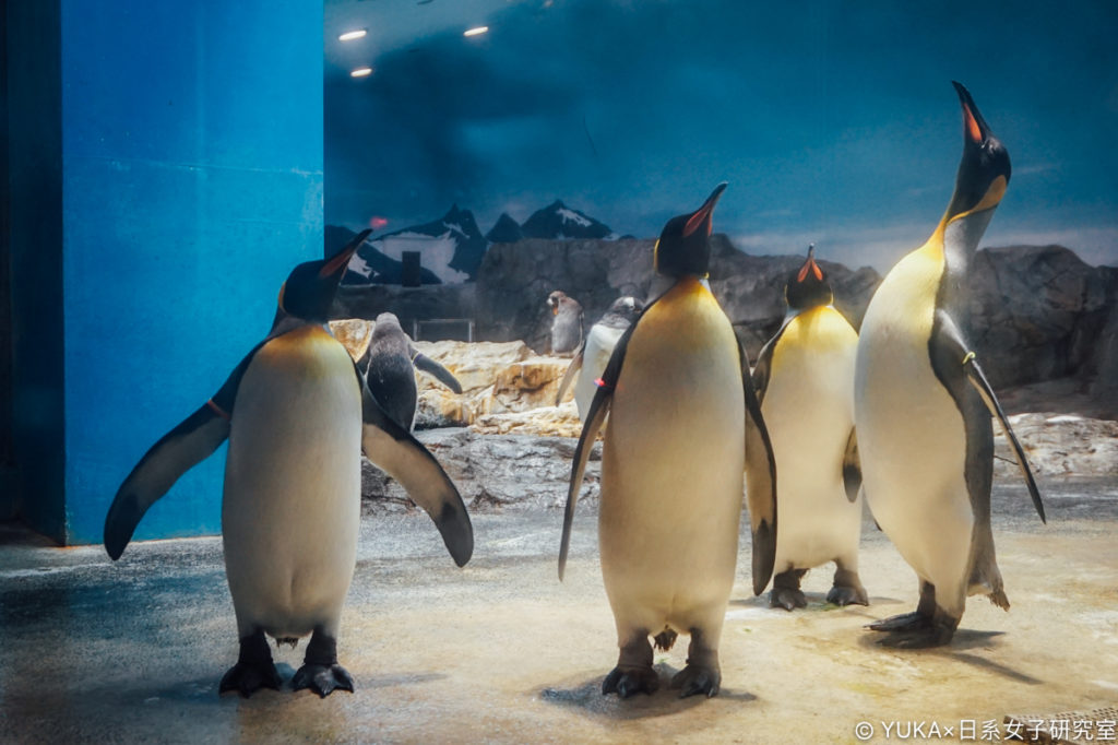 長崎企鵝水族館-國王企鵝