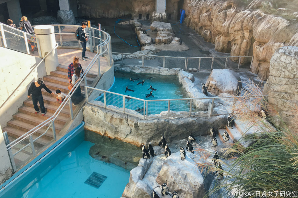 長崎企鵝水族館-企鵝