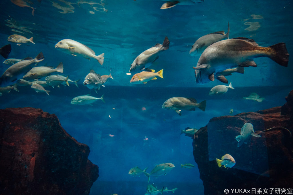 長崎企鵝水族館-魚